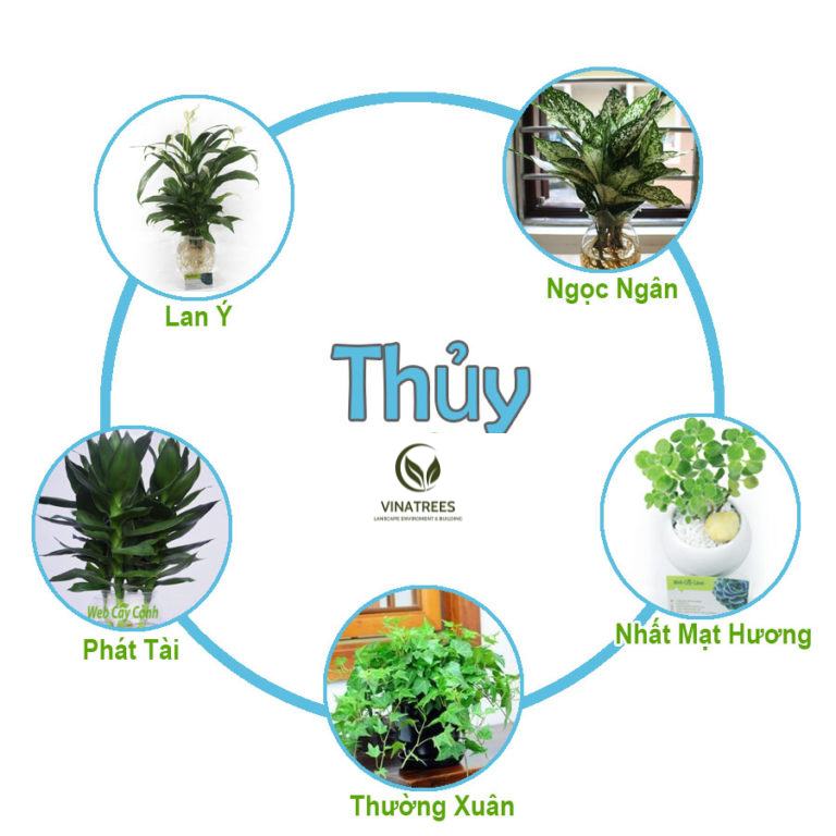 Cây cảnh văn phòng hợp mệnh Thủy: Mang lại may mắn và tài lộc